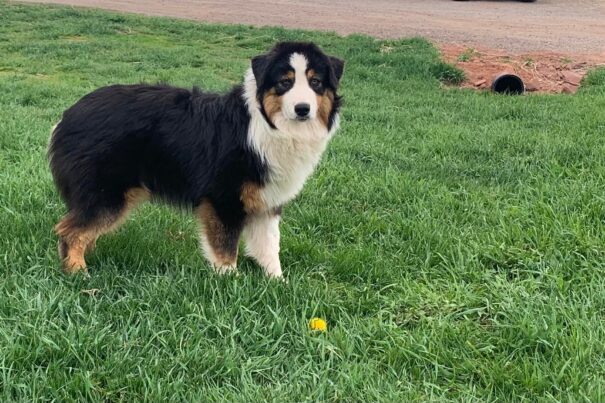 Lexie-berger-australien-noir-tricolore